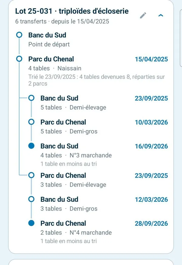 Historique de traçabilité interne : le Lot 25-031, six transferts, son parcours parc après parc avec dates, nombre de tables et stade, et ses branches quand il a été réparti.