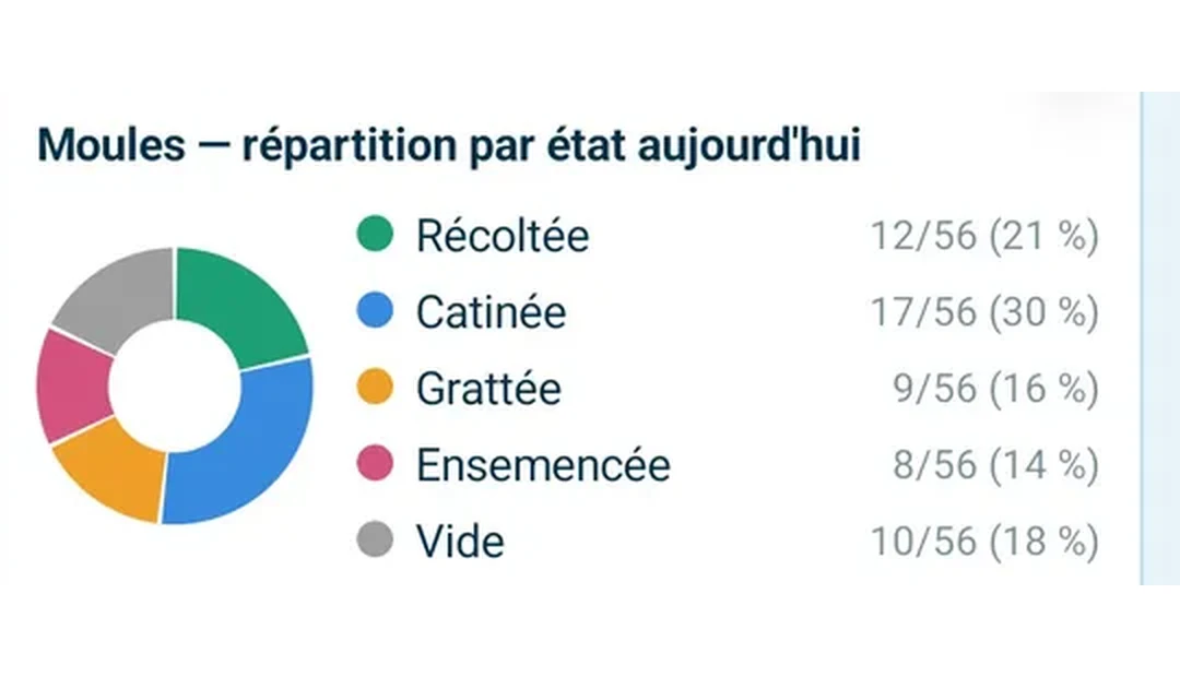 Répartition par état des parcs à moules : récoltée, catinée, grattée, ensemencée, vide